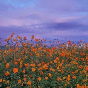 Meet your Posher, Pieper